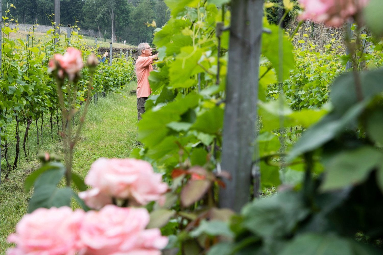 Vignobles wallons : finie la vie de château