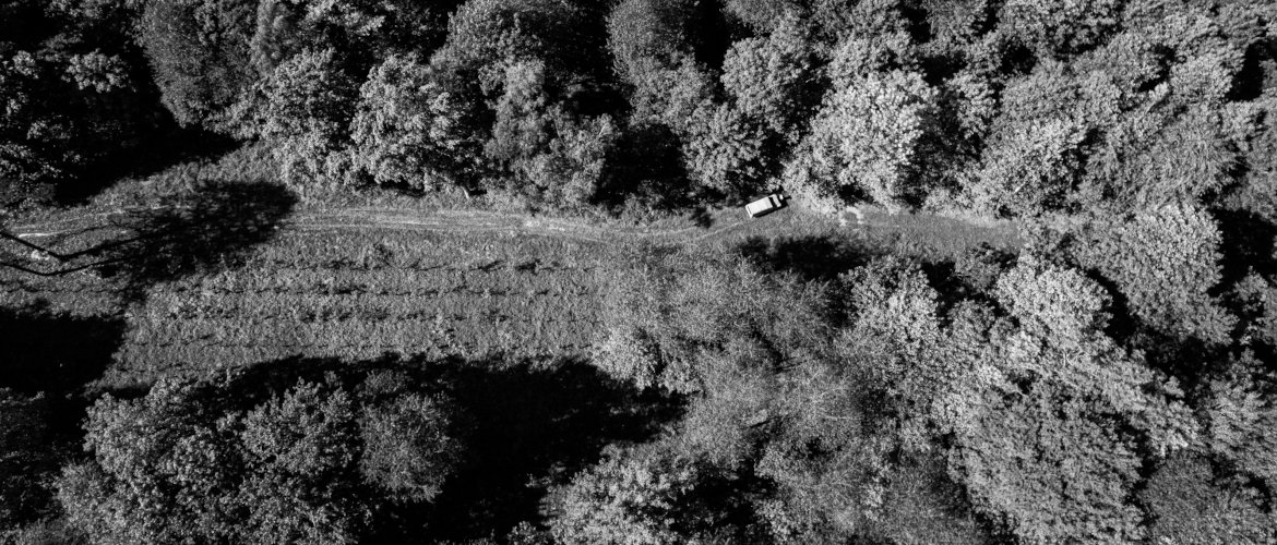 Les forêts fantômes