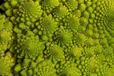 Biomimétisme : promesses et désenchantements